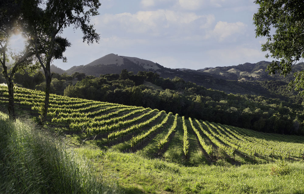 Quattro Theory vineyard scene