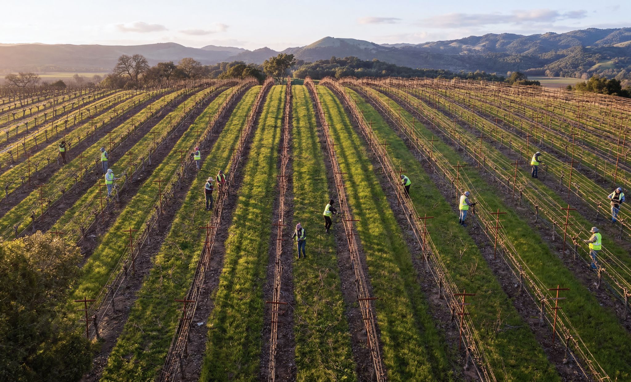 An arial viewpoint looking down at a gentle rise of a vineyard field being worked on by a number of workers in the rows wearing bright green safety vests