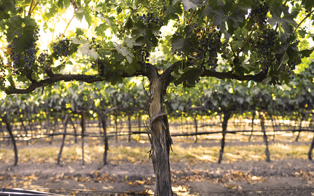 Vine in a vineyard with ripe grape clusters