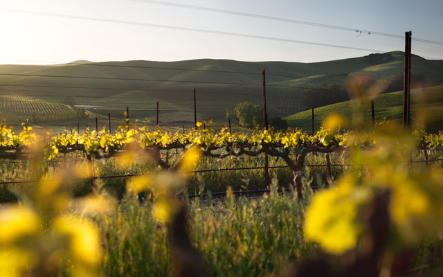 Valley floor vineyard with sunset lighting and soft hills in the background
