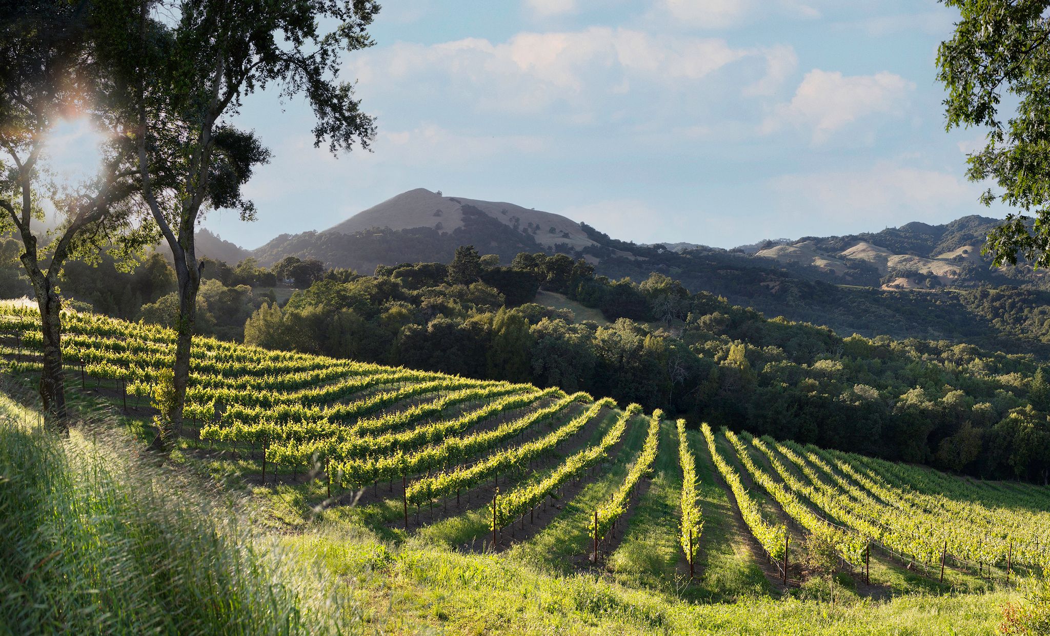 A dramatic scene showing a vineyard on a gentle incline, with tall trees on the left, and hills in the background