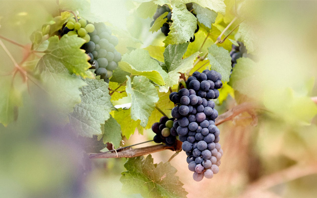 A close up of a cluster of grapes on a grape vine with blurred grape leaves in the foreground