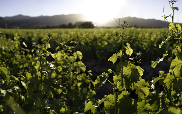 Valley floor vineyard leafed out in green with hills in the background